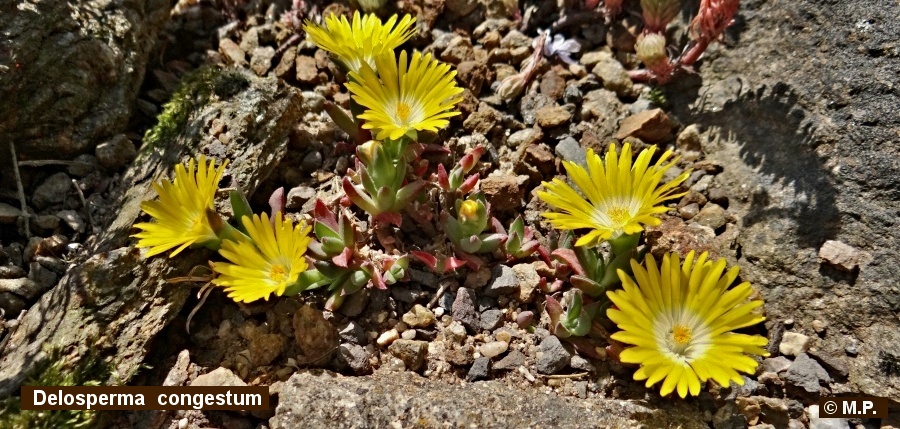Delosperma congestum